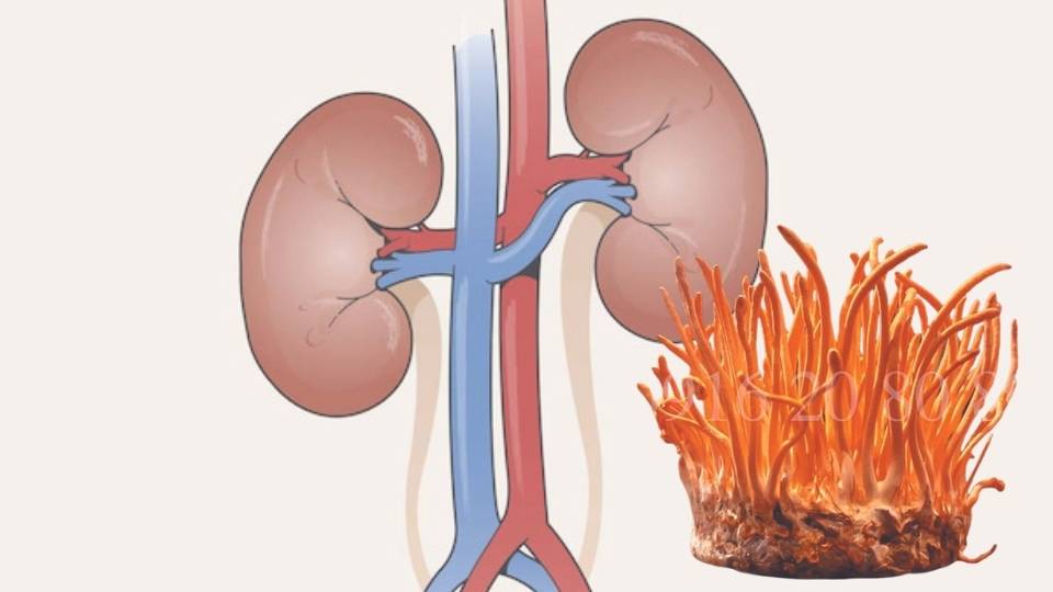 Tăng cường chức năng của thận