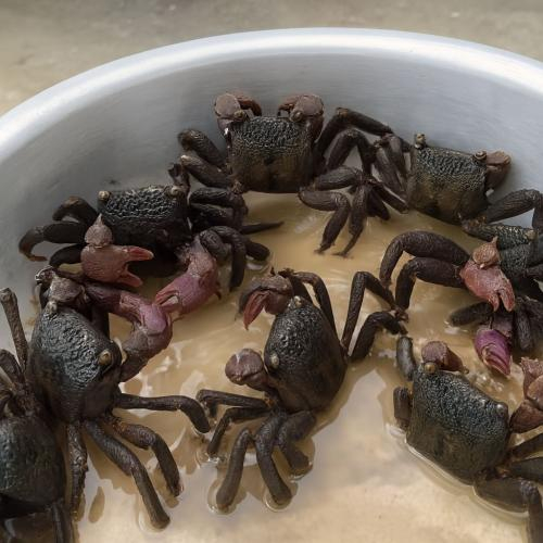 Cách Chọn Mua Ba Khía Chất Lượng, Thịt Chắc