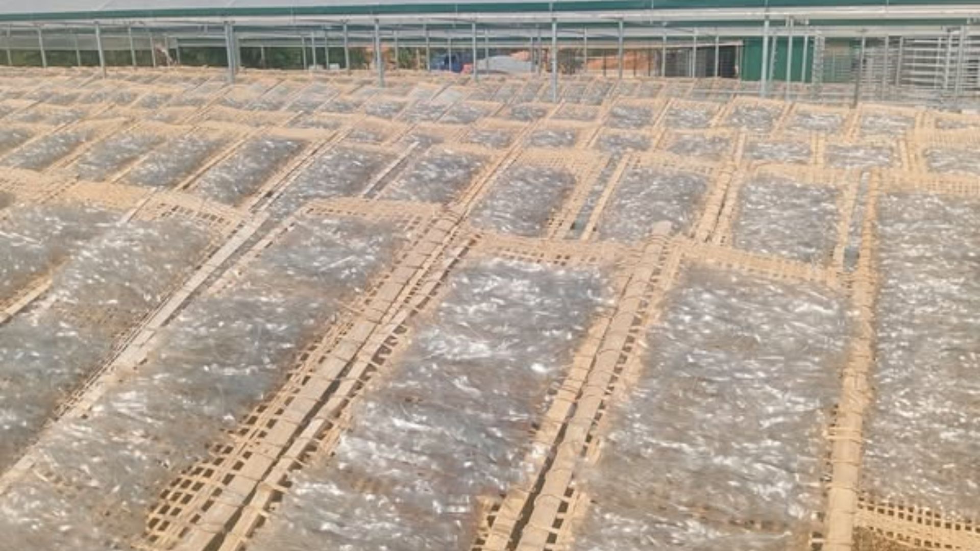Không hóa chất – Không chất bảo quản