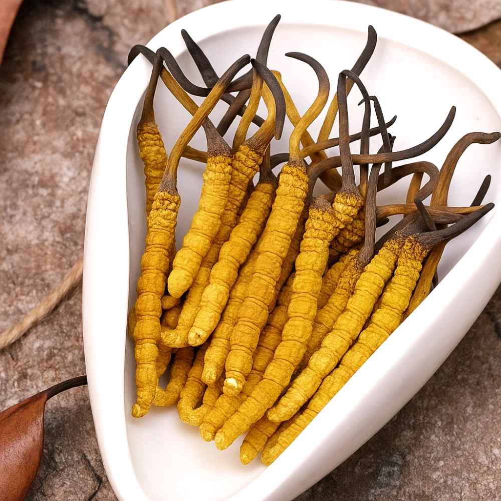 Dùng Đông Trùng Hạ Thảo Có Bị Tăng Cân Không?