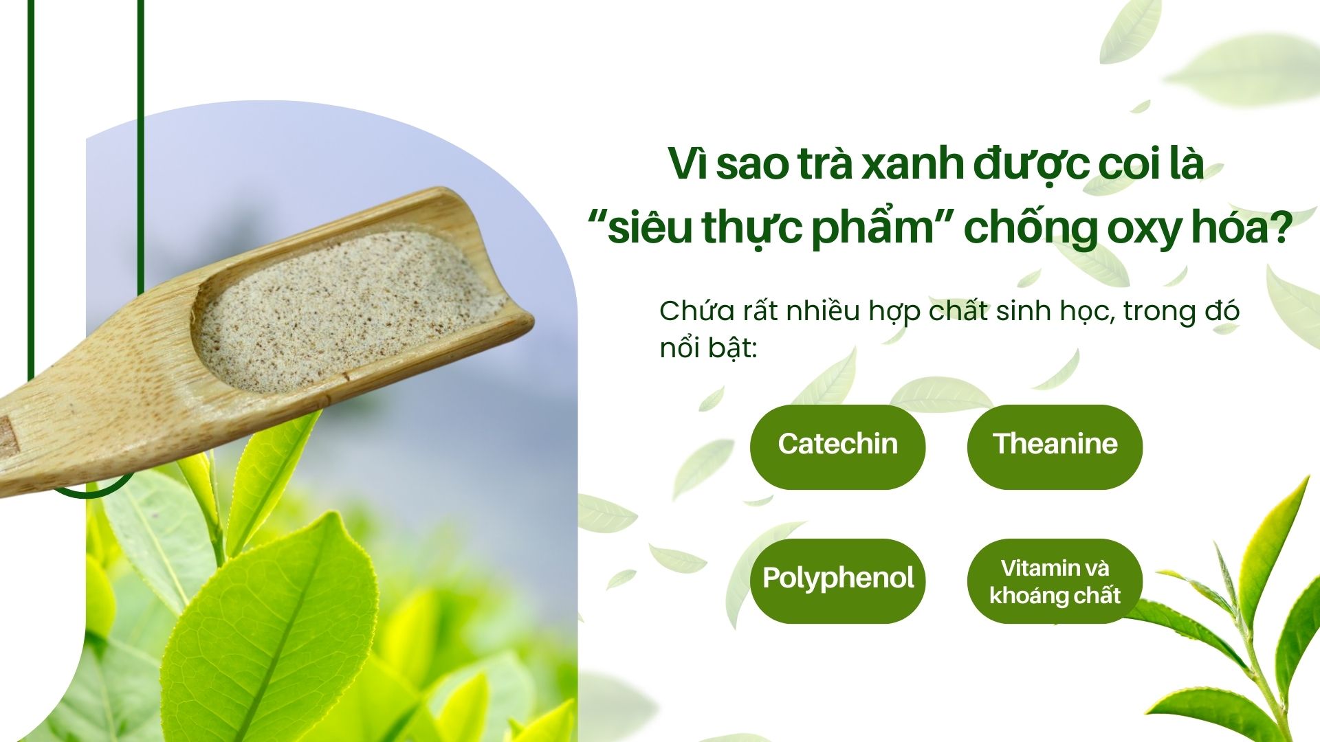 Vì sao trà xanh được coi là “siêu thực phẩm” chống oxy hóa?