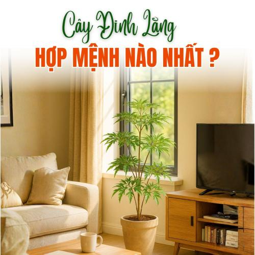Cây Đinh Lăng Hợp Mệnh Nào Nhất? Bí Quyết Phong Thủy Hút Lộc