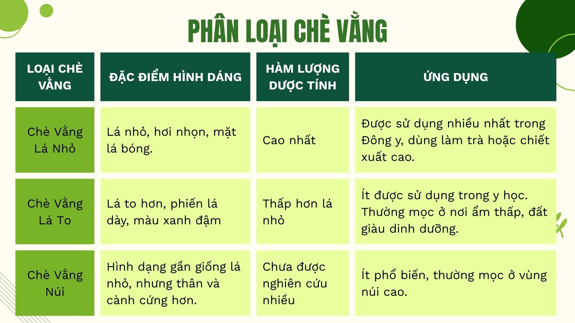 Phân loại cây chè vằng trên thực tế