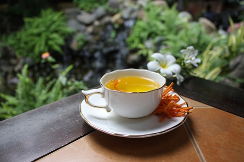 Hãm trà với đông trùng hạ thảo