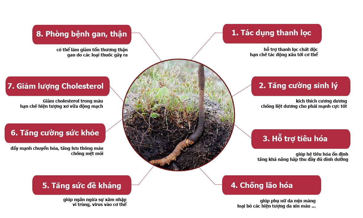 Tác dụng dược lý của Đông trùng hạ thảo
