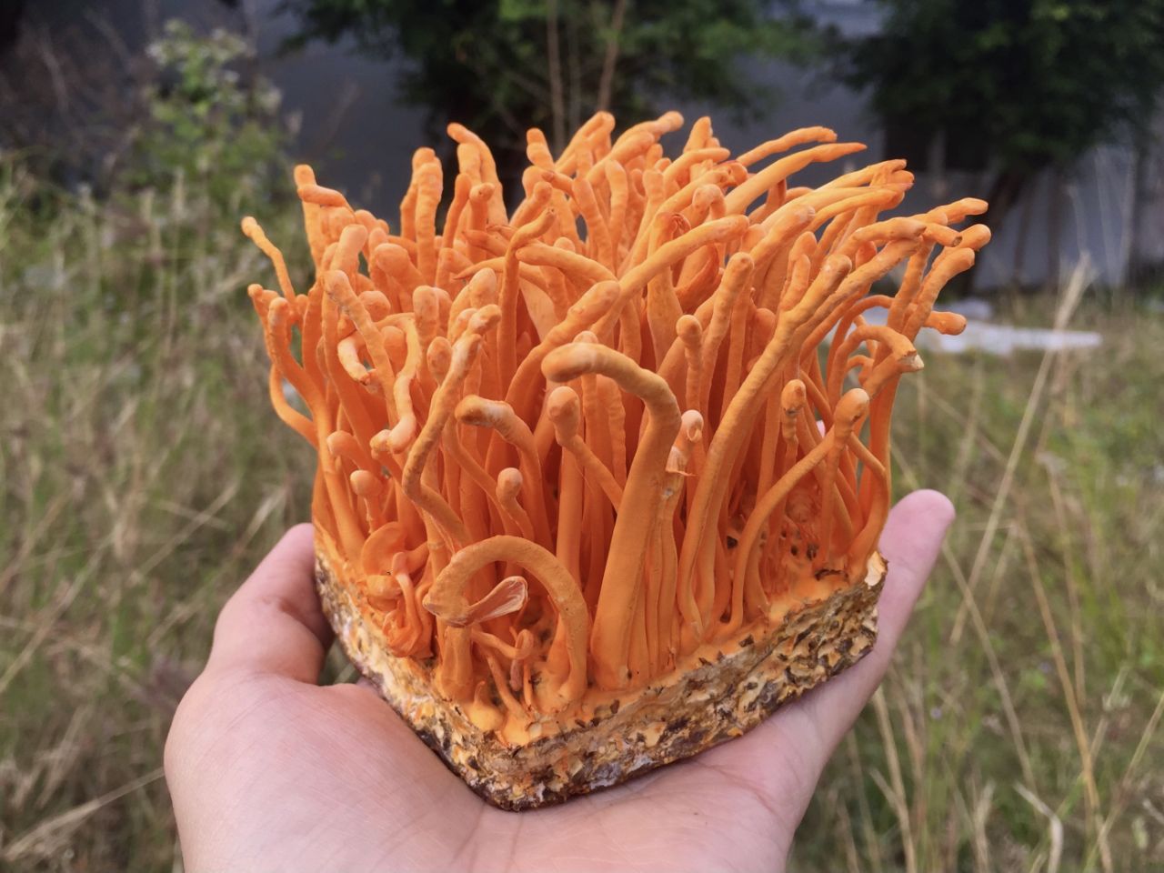 Hoạt chất cordycepin