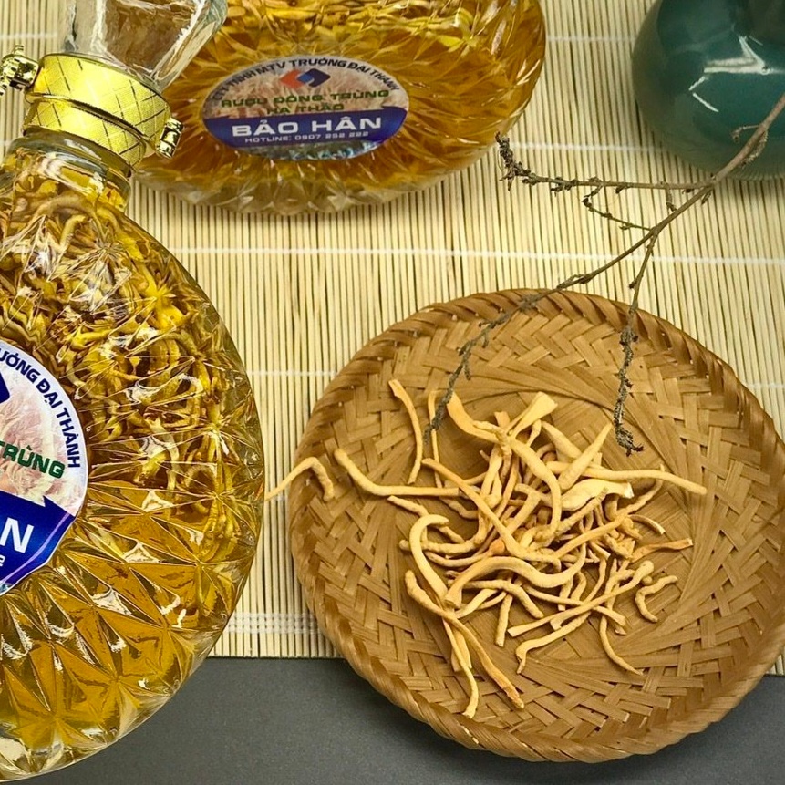 Đông trùng hạ thảo nào chứa cordycepin cao nhất?