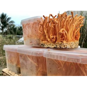 Cordycepin trong đông trùng hạ thảo có tác dụng gì?